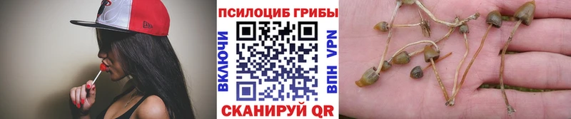 Купить где  Рассказово  Галлюциногенные грибы Psilocybine cubensis 